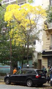 L'arbre numéro 265318 est un Noyer (Juglans nigra) de 8 mètres de haut et 45 cm de circonférence.
Il est situé N°139 avenue Felix Faure Paris 15ème arrondissement (coordonnées GPS 48.83748, 2.2799)