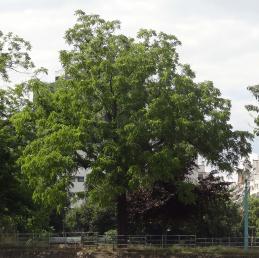 L'arbre numéro 265441 est un Noyer (Juglans nigra) de 16 mètres de haut et 155 cm de circonférence.
Il est situé Allee des Cygnes Paris 15ème arrondissement (coordonnées GPS 48.85185, 2.28236)