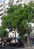 L'arbre numéro 265732 est un Noyer (Juglans nigra) de 12 mètres de haut et 105 cm de circonférence.
Il est situé N°4 avenue Felix Faure Paris 15ème arrondissement (coordonnées GPS 48.8426, 2.29137)
L'arbre numéro 259270 est un Noyer (Juglans nigra) de 10 mètres de haut et 85 cm de circonférence.
Il est situé N°4 avenue Felix Faure Paris 15ème arrondissement (coordonnées GPS 48.84263, 2.29144)
L'arbre numéro 266024 est un Noyer (Juglans nigra) de 10 mètres de haut et 80 cm de circonférence.
Il est situé N°2 avenue Felix Faure Paris 15ème arrondissement (coordonnées GPS 48.84266, 2.2915)