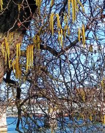 L'arbre numéro 266023 est un Aulne (Alnus cordata) de 13 mètres de haut et 110 cm de circonférence.
Il est situé Allee des Cygnes Paris 15ème arrondissement (coordonnées GPS 48.85109, 2.28128)