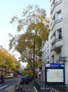 L'arbre numéro 266024 est un Noyer (Juglans nigra) de 10 mètres de haut et 80 cm de circonférence.
Il est situé N°2 avenue Felix Faure Paris 15ème arrondissement (coordonnées GPS 48.84266, 2.2915)