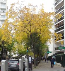 L'arbre numéro 266291 est un Noyer (Juglans nigra) de 8 mètres de haut et 75 cm de circonférence.
Il est situé N°107 avenue Felix Faure Paris 15ème arrondissement (coordonnées GPS 48.83888, 2.28255)