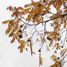 L'arbre numéro 266291 est un Noyer (Juglans nigra) de 8 mètres de haut et 75 cm de circonférence.
Il est situé N°107 avenue Felix Faure Paris 15ème arrondissement (coordonnées GPS 48.83888, 2.28255)