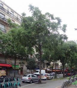 L'arbre numéro 266366 est un Noyer (Juglans nigra) de 8 mètres de haut et 65 cm de circonférence.
Il est situé N°112 avenue Felix Faure Paris 15ème arrondissement (coordonnées GPS 48.83856, 2.28164)
L'arbre numéro 251305 est un Noyer (Juglans nigra) de 10 mètres de haut et 90 cm de circonférence.
Il est situé N°117 avenue Felix Faure Paris 15ème arrondissement (coordonnées GPS 48.83844, 2.28168)