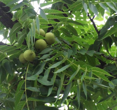 L'arbre numéro 266366 est un Noyer (Juglans nigra) de 8 mètres de haut et 65 cm de circonférence.
Il est situé N°112 avenue Felix Faure Paris 15ème arrondissement (coordonnées GPS 48.83856, 2.28164)