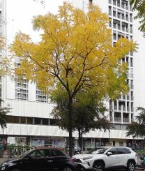 L'arbre numéro 266366 est un Noyer (Juglans nigra) de 8 mètres de haut et 65 cm de circonférence.
Il est situé N°112 avenue Felix Faure Paris 15ème arrondissement (coordonnées GPS 48.83856, 2.28164)