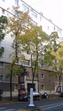 L'arbre numéro 266461 est un Noyer (Juglans nigra) de 10 mètres de haut et 85 cm de circonférence.
Il est situé N°5 avenue Felix Faure Paris 15ème arrondissement (coordonnées GPS 48.84251, 2.29156)
L'arbre numéro 265435 est un Noyer (Juglans nigra) de 12 mètres de haut et 75 cm de circonférence.
Il est situé N°7 avenue Felix Faure Paris 15ème arrondissement (coordonnées GPS 48.84249, 2.2915)