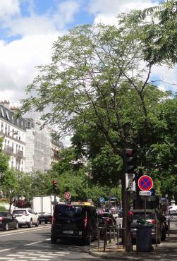 L'arbre numéro 301714 est un Noyer (Juglans nigra) de 8 mètres de haut et 75 cm de circonférence.
Il est situé boulevard Saint Marcel Paris 13ème arrondissement (coordonnées GPS 48.83784, 2.35543)