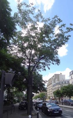 L'arbre numéro 301908 est un Noyer (Juglans nigra) de 10 mètres de haut et 95 cm de circonférence.
Il est situé boulevard Saint Marcel Paris 13ème arrondissement (coordonnées GPS 48.83825, 2.35672)