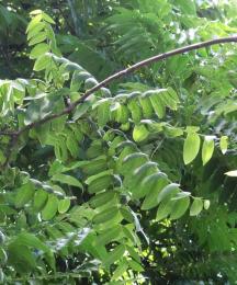 L'arbre numéro 301908 est un Noyer (Juglans nigra) de 10 mètres de haut et 95 cm de circonférence.
Il est situé boulevard Saint Marcel Paris 13ème arrondissement (coordonnées GPS 48.83825, 2.35672)