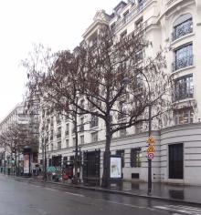 Pterocarya (Pterocarya fraxinifolia) Boulevard des Italiens