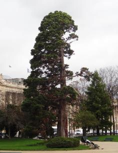 Sequoia (Sequoiadendron giganteum), 360 cm de circonférence, planté en 1850 Jardins des Champs Elysees - Jardin des Ambassadeurs (8ème)