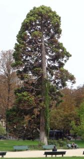 Sequoia (Sequoiadendron giganteum), 360 cm de circonférence, planté en 1850 Jardins des Champs Elysees - Jardin des Ambassadeurs (8ème)
