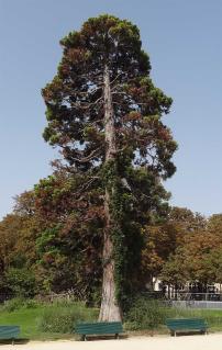 Sequoia (Sequoiadendron giganteum), 360 cm de circonférence, planté en 1850 Jardins des Champs Elysees - Jardin des Ambassadeurs (8ème)