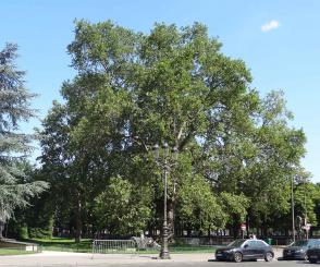 Platane (Platanus x hispanica) localisé Jardins des Champs Elysees - Jardins des Abords du Petit Palais
