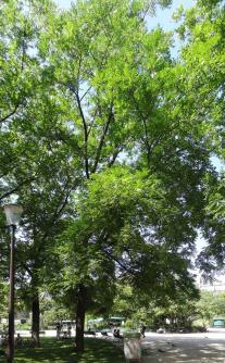 L'arbre numéro 307469 est un Noyer (Juglans nigra) de 15 mètres de haut et 153 cm de circonférence.
Il est situé Secteur Marigny Jardins des Champs Elysees - square Marigny / 41 avenue Gabriel Paris 8ème arrondissement (coordonnées GPS 48.86895, 2.31228)
