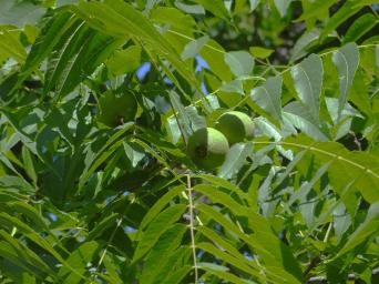 L'arbre numéro 307469 est un Noyer (Juglans nigra) de 15 mètres de haut et 153 cm de circonférence.
Il est situé Secteur Marigny Jardins des Champs Elysees - square Marigny / 41 avenue Gabriel Paris 8ème arrondissement (coordonnées GPS 48.86895, 2.31228)