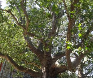 Platane (Platanus x hispanica), 505 cm de circonférence, Jardins des Champs Elysees - Abords Ouest du Grand Palais (8ème)