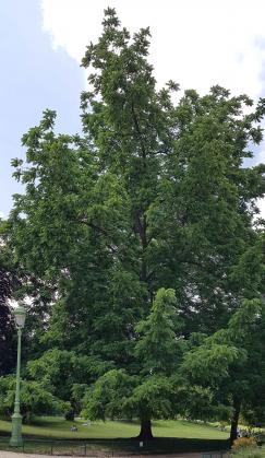L'arbre numéro 312524 est un Noyer (Juglans nigra) de 20 mètres de haut et 210 cm de circonférence.
Il est situé parc Monceau / 1 Place de la Republique Dominicaine Paris 8ème arrondissement (coordonnées GPS 48.87985, 2.30894)
