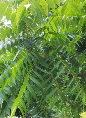 L'arbre numéro 312524 est un Noyer (Juglans nigra) de 20 mètres de haut et 210 cm de circonférence.
Il est situé parc Monceau / 1 Place de la Republique Dominicaine Paris 8ème arrondissement (coordonnées GPS 48.87985, 2.30894)
