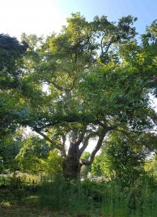 Platane (Platanus orientalis), 645 cm de circonférence, planté en 1814 Parc Monceau (8ème)