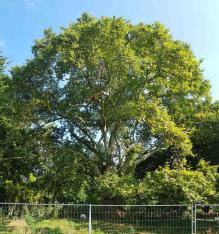 Platane (Platanus orientalis), 645 cm de circonférence, planté en 1814 Parc Monceau (8ème)