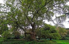Platane (Platanus orientalis), 645 cm de circonférence, planté en 1814 Parc Monceau (8ème)