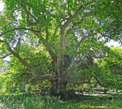 Platane (Platanus orientalis), 645 cm de circonférence, planté en 1814 Parc Monceau (8ème)
