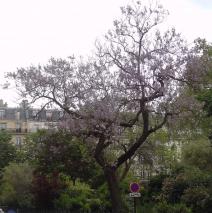 Paulownia (Paulownia tomentosa) localisé Square Montholon