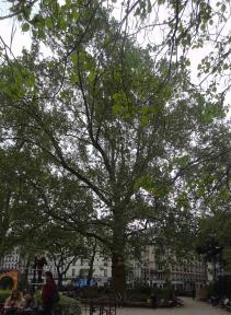 Platane (Platanus x hispanica) localisé Square Montholon