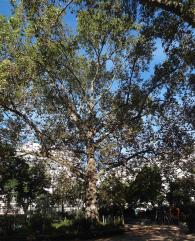 Platane (Platanus x hispanica) localisé Square Montholon