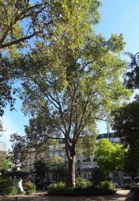 Platane (Platanus x hispanica), 470 cm de circonférence, planté en 1872 Square Montholon (9ème)