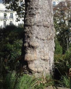 Platane (Platanus x hispanica), 470 cm de circonférence, planté en 1872 Square Montholon (9ème)
