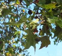 Platane (Platanus x hispanica), 470 cm de circonférence, planté en 1872 Square Montholon (9ème)