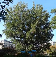 Pterocarya (Pterocarya fraxinifolia), 380 cm de circonférence, planté en 1862 Square d Estienne D Orves (9ème)