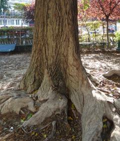 Pterocarya (Pterocarya fraxinifolia), 380 cm de circonférence, planté en 1862 Square d Estienne D Orves (9ème)