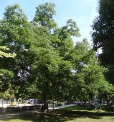 L'arbre numéro 99895 est un Noyer (Juglans nigra) de 15 mètres de haut et 218 cm de circonférence.
Il est situé jardin du Ranelagh Paris 16ème arrondissement (coordonnées GPS 48.8579, 2.26807)