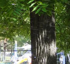 L'arbre numéro 99895 est un Noyer (Juglans nigra) de 15 mètres de haut et 218 cm de circonférence.
Il est situé jardin du Ranelagh Paris 16ème arrondissement (coordonnées GPS 48.8579, 2.26807)