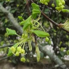Erable numéro acer-monospessulanum_48.81917-2.341053 mars 2023