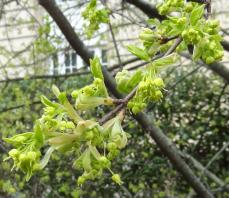 Erable numéro acer-monospessulanum_48.81917-2.341053 mars 2023