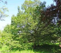 Aulne numéro alnus-hirsuta--xxz2024130_48.8219866-2.457335 mai 2023