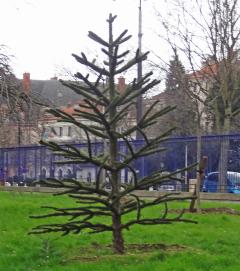 L'arbre numéro a_48.8211594-2.3362346 est un Araucaria (Araucaria araucana).
Il est situé parc Montsouris (coordonnées GPS 48.82116, 2.33623)