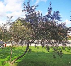 Argousier numéro argousier_48.8728-2.28901 octobre 2021