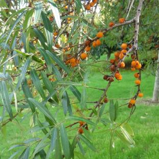argousier, jardin de l'avenue Foch