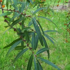 Argousier numéro argousier_48.8728-2.28901 octobre 2021