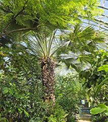 arbre n°brahea-edulis_48.84625-2.252368 mai 2026 Palmier numéro brahea-edulis_48.84625-2.252368 mai 2026