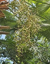 arbre n°brahea-edulis_48.84625-2.252368 mai 2026 Palmier numéro brahea-edulis_48.84625-2.252368 mai 2026
