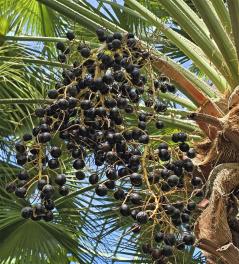 arbre n°brahea-edulis_48.84625-2.252368 mai 2026 Palmier numéro brahea-edulis_48.84625-2.252368 mai 2026