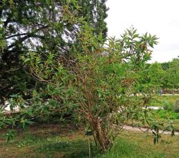 Buddleja numéro buddleja-globosa_48.842891-2.3584031 mai 2025
