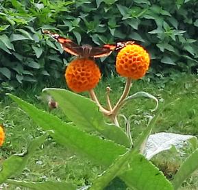 Buddleja numéro buddleja-globosa_48.842891-2.3584031 mai 2025